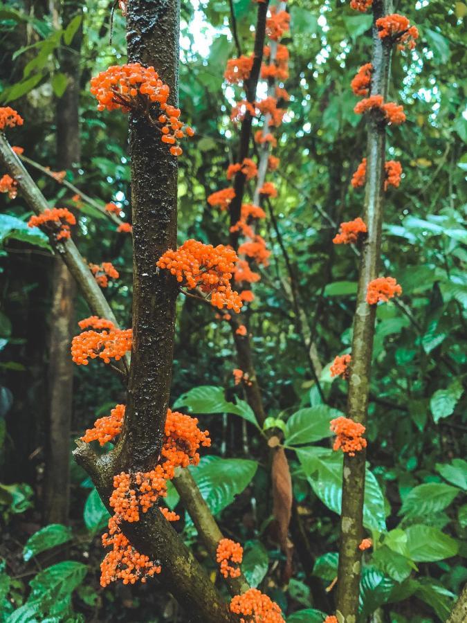Oski Lodge, Rain Forest Rincon De La Vieja Upala 外观 照片